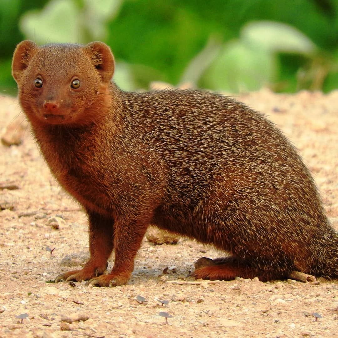 Dwarf Mongoose in Tanzania